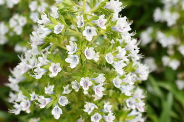 Closeup on the flowers of the shrubby perennial plant Echium decaisnei
