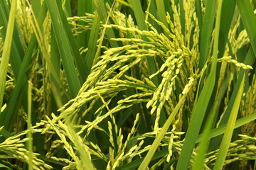 Green Super Rice Field.