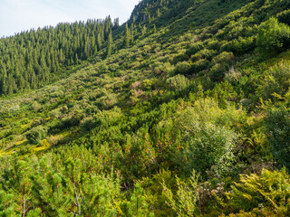 Mountain landscape with coniferous forest, bushes and beautiful sky. Carpathian valley near Hoverla in autumn sunny day.