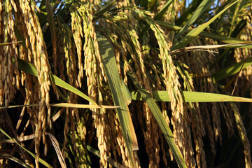 Green Super Rice Field.