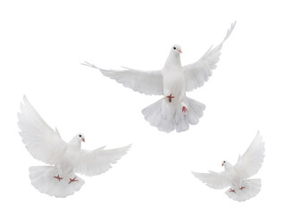 three free flying white dove isolated on a white