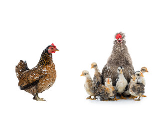 Singing rooster with little chickens isolated on a white background.