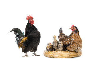 Singing Dwarf Cockerel and mother chicken with little chickens sitting on a nest isolated