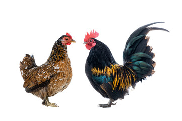 Dwarf Cockerel and Brown chicken isolated on a white background.
