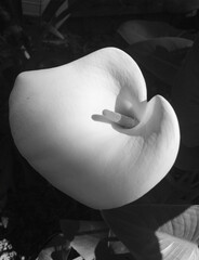 Obraz premium black,white,photography,dramatic,garden,lower,leafs,calla lily,Zantedeschia aethiopica,African Lily,flower, Altar Lily,Arum Lily,Brosimun aethiopica,Calla aethiopica, Calla Lily,Egyptian Lily, Lily Of