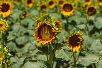 Blooming yellow sunflowers field. Summer nature landscape with blue sky

