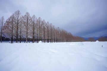メタセコイヤ並木の雪景色＠マキノ、滋賀