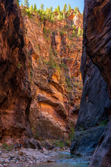 Sunrise illuminates slot canyon walls of The Narrows Virgin River trail at Zion National Park