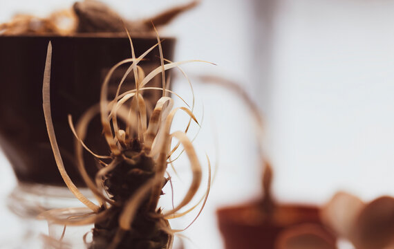 Cactus with papyrus leaves (with paper needles)(or Tephrocactus articulatus papyracanthus) on windowsill. Parchment needles are twisted like curls around succulent base. Narrow focus, against light.