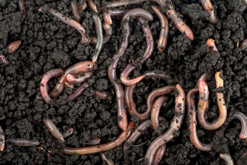Group of earthworms in black soil as background, top view. Garden compost and worms. - obrazy, fototapety, plakaty