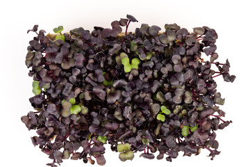 Fresh purple radish sprouts isolated on white. Microgreens.
