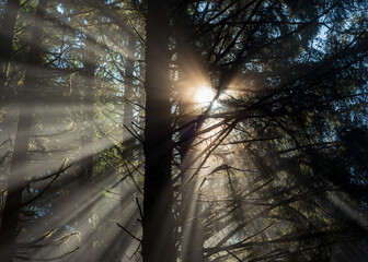 Sunlight bursts through a dark Pacific Northwest coastal forest
