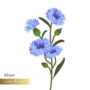 Illustration florale simple en gros plan d&rsquo;une branche de bleuet avec des fleurs ouvertes ou en boutons.