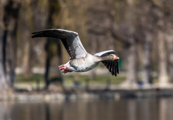 The flying greylag goose, Anser anser is a species of large goose
