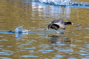 The Eurasian coot, Fulica atra swimming on the Kleinhesseloher Lake at Munich, Germany