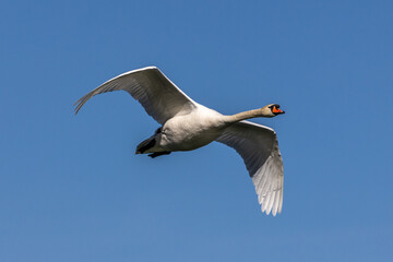Mute swan, Cygnus olor flying over a lake in the English Garden in Munich, Germany