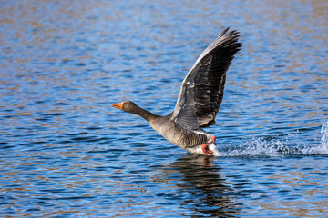 The greylag goose, Anser anser is a species of large goose