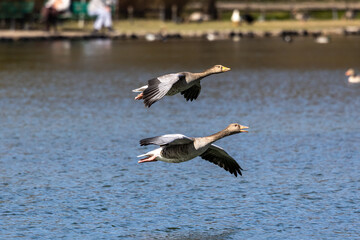 The flying greylag goose, Anser anser is a species of large goose