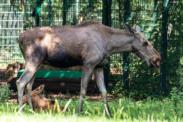 Fototapeta premium European Moose, Alces alces, also known as the elk