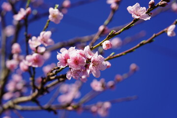 Almond blossom