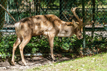 The fallow deer, Dama mesopotamica is a ruminant mammal