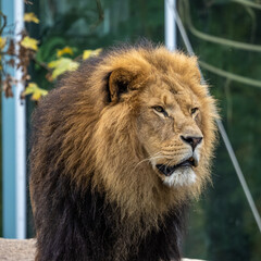 The lion, Panthera leo is one of the four big cats in the genus Panthera