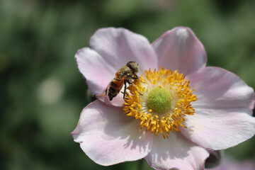Honey bee on pink Anemone japonica flower. Apis mellifera on japanese Anemone