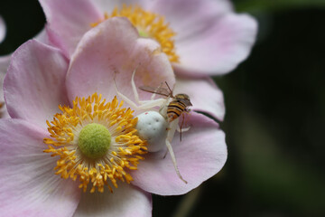 Misumena vatia or white crab spider female eating a honey bee on pink Anemone japonica flower