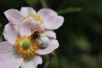 Misumena vatia or white crab spider female eating a honey bee on pink Anemone japonica flower