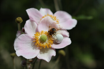 Obraz premium Misumena vatia or white crab spider female eating a honey bee on pink Anemone japonica flower