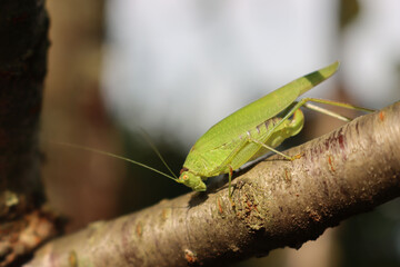 Close-up of green grasshopper on a tree branch in the garden. Caelifera