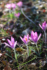 Purple crocus flowers  in the garden. Springtime background on selective focus