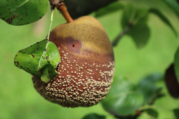 Badly rotten pear fruit on a tree branch in the orchard. Pyrus tree on summer