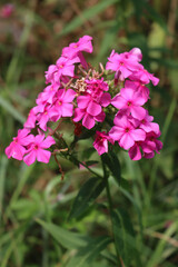 Close-up of pink Phlox flowers in the garden on summer season on a sunny day