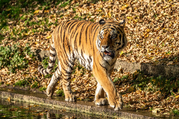 The Siberian tiger,Panthera tigris altaica in the zoo