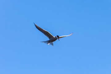 Tern with spread wings in the sky