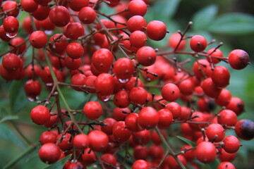 red berries on a tree