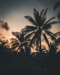 Obraz na płótnie Canvas Silhouette of palm trees Beautiful sunset on the tropical sea beach