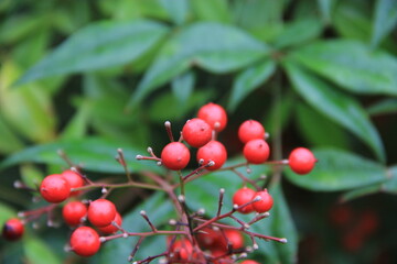 red berries on a tree