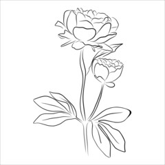 An illustration with a peony flower isolated on a white background. Vector illustration. Black silhouette. Realistic vector illustration of a peony. Hand-drawn vector illustration © Fedulova_art
