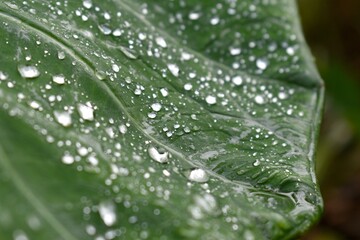 water drops on leaf