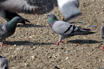 Two pigeons looking at each other on the beach