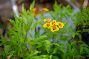 Close up photo of Yellow trumpet-flower and blurred background.