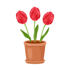 Red tulips in flower pot isolated on white. Vector cartoon flat illustration.