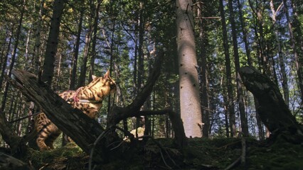 One cat in a city park. Bengal wildcat walk on the forest in collar. Asian Jungle Cat or Swamp or Reed. Domesticated leopard cat hiding, hunting and playing in grass. Domestic cat in outdoor nature.