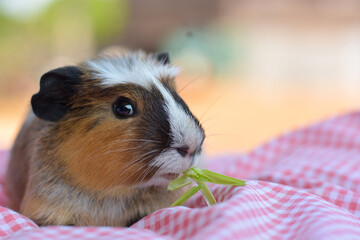 Gatsby rat laying on a pink striped cloth. eating food
