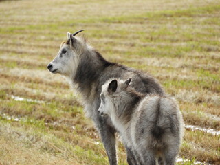 ニホンカモシカの親子