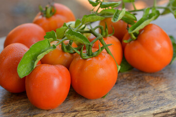 Tomatoes are attached to branches and leaves. laying on the wooden floor