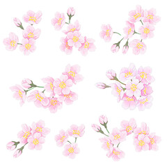 Obraz na płótnie Canvas 桜の花　パーツ
