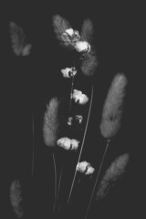 Abstract black and white floral background , multiexposure